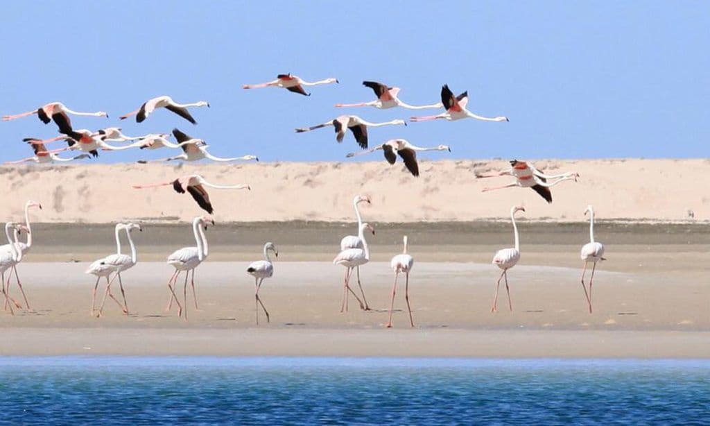 Dakhla : entre paysages et culture sahraouie